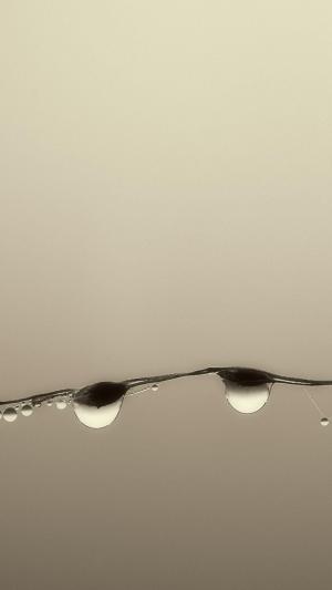 水滴草叶iPhone 6 Plus高清壁纸