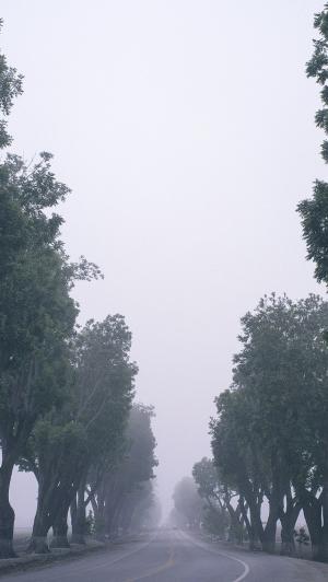 雾路高大的树木iPhone 5壁纸