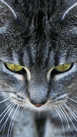 灰猫琥珀眼睛iPhone 6 Plus高清壁纸