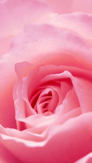 粉红玫瑰花卉关闭了iPhone 5壁纸