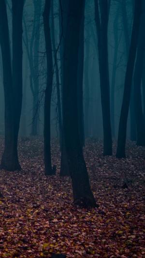幽灵般的秋季森林叶片iPhone 6 Plus高清壁纸