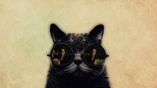 有趣的猫，大眼镜高清壁纸