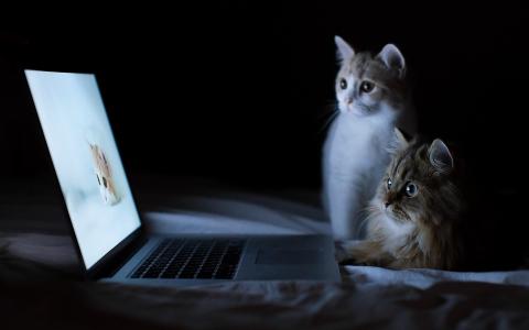 猫看着互联网的猫壁纸
