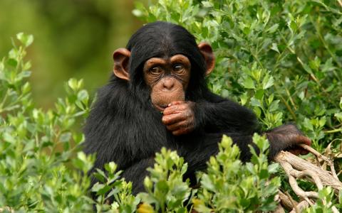 宝贝黑猩猩壁纸
