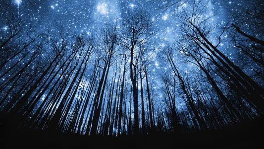 星夜在森林里HD wallpaper