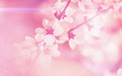 春天，花，粉红色，樱桃，花，火炬，性质