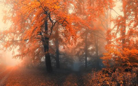 秋天的森林薄雾