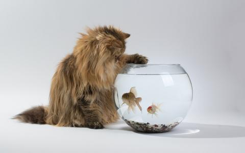 有趣的猫鱼缸