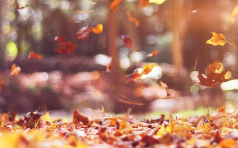 秋天，树叶，性质，树，一年，悲伤，耀斑