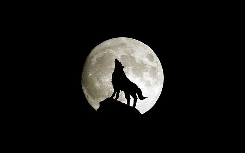 狼嗥，动物，黑暗，最低限度，性质