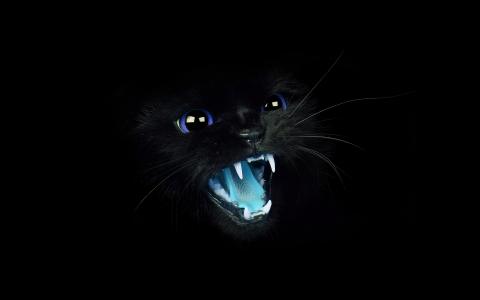 黑色，猫，蓝眼睛，咆哮，动物，可爱