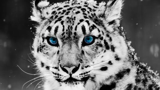 雪豹蓝眼睛