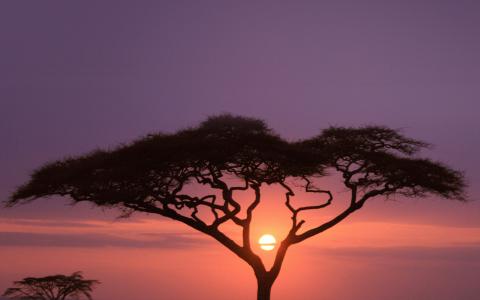 独奏，树，野生动物园，非洲，日落