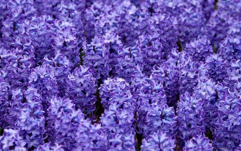紫色风信子花