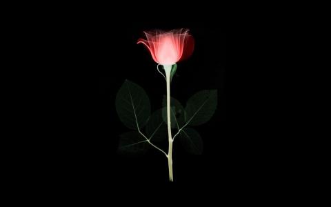 花，X射线，简单的，最小的，红色的，玫瑰，黑，艺术，插画