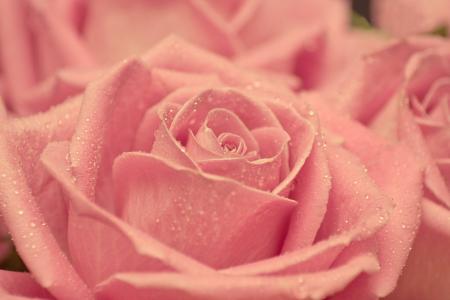 粉红玫瑰壁纸高清