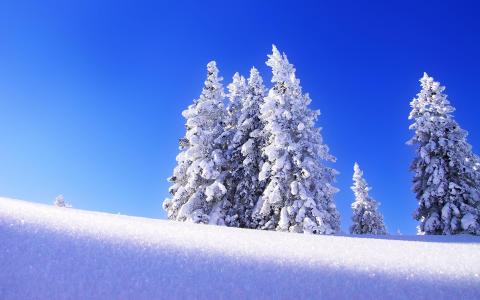 雪山树木