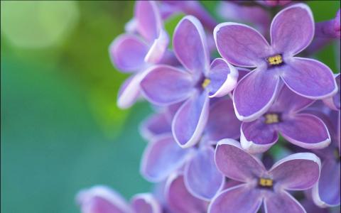淡紫色花hd