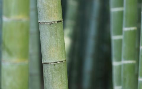 竹，性质，树，绿色