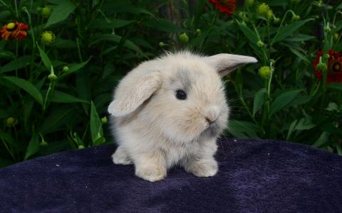 小兔子甜蜜的图片