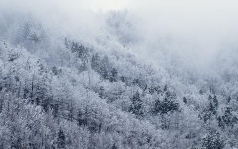 山，木，冬天，圣诞节，白色