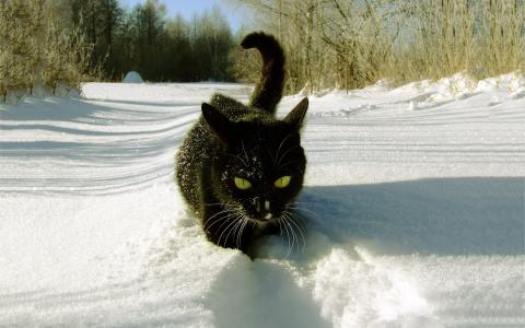 黑猫冬天雪