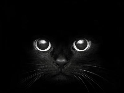 黑猫甜美