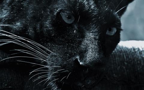 美丽的黑猫
