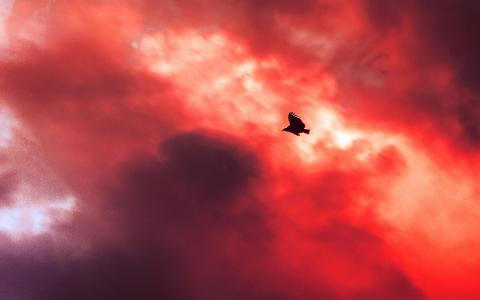 鸟，飞，天空，云，红，日落，火灾，自然，动物
