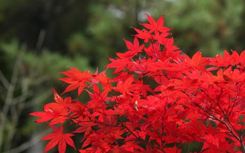 秋天的景色红