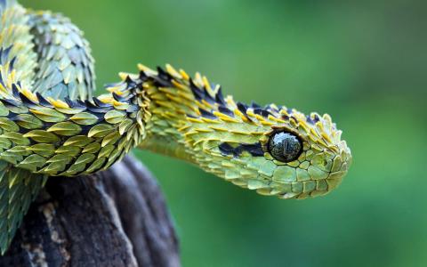 灌木蛇蝎蛇