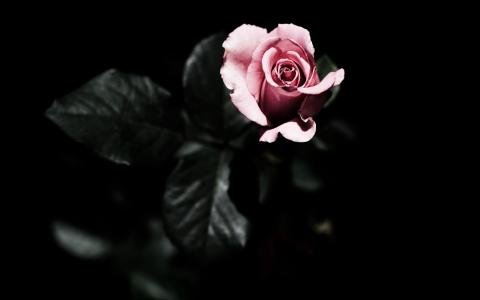 粉红玫瑰壁纸花
