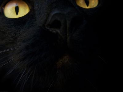黑猫宽屏