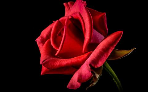 花，玫瑰，红，黑，美丽的，最好的，性质