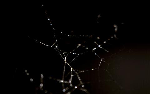 蜘蛛，网络，性质，雨，水，模式，体重，黑暗