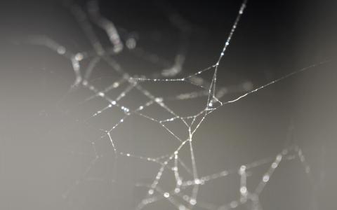 蜘蛛，网络，性质，雨，水，模式，体重