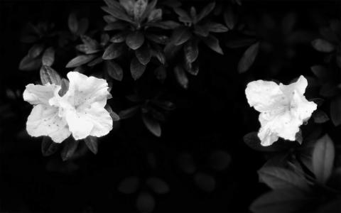 黑白花照片