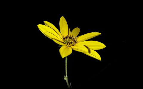花，黄色，自然，艺术，黑暗，最小的，简单的