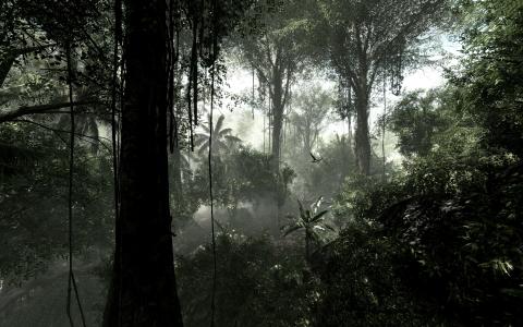 热带雨林免费丛林下载