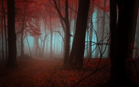 秋天的森林神秘