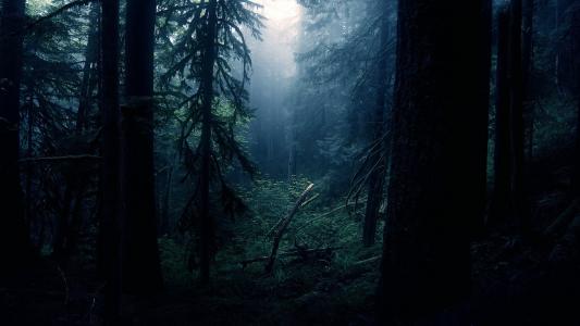 雨林黑暗