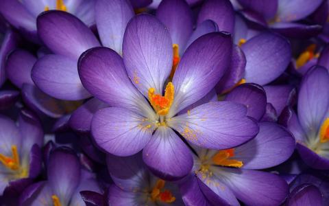 紫色番红花美丽