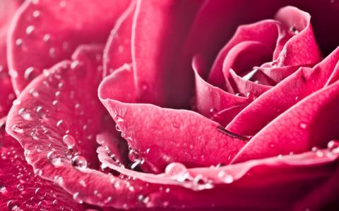 粉红玫瑰壁纸美丽
