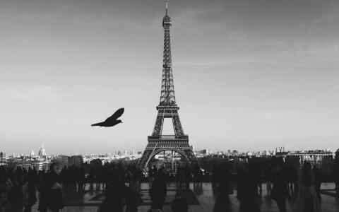 巴黎，埃菲尔铁塔，塔，旅游，暗，体重，鸟，法国