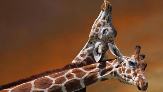 长颈鹿爱浪漫