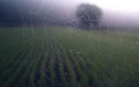 早晨，露水，蜘蛛，网络，雨，水，性质