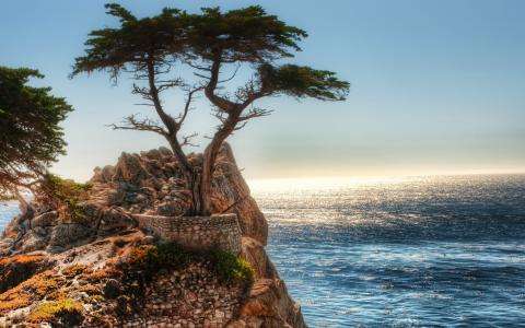 树图片沿海悬崖
