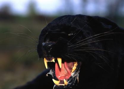 黑猫野生动物