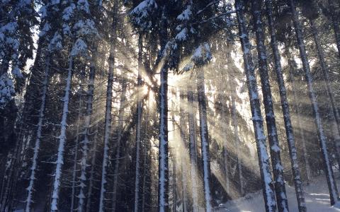 木，雪，冬天，光，太阳，性质