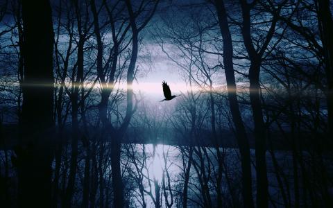 木材，夜晚，黑暗，性质，鸟，飞，湖